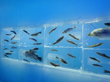 千歳・支笏湖氷濤（ひょうとう）まつり～氷の美術館～