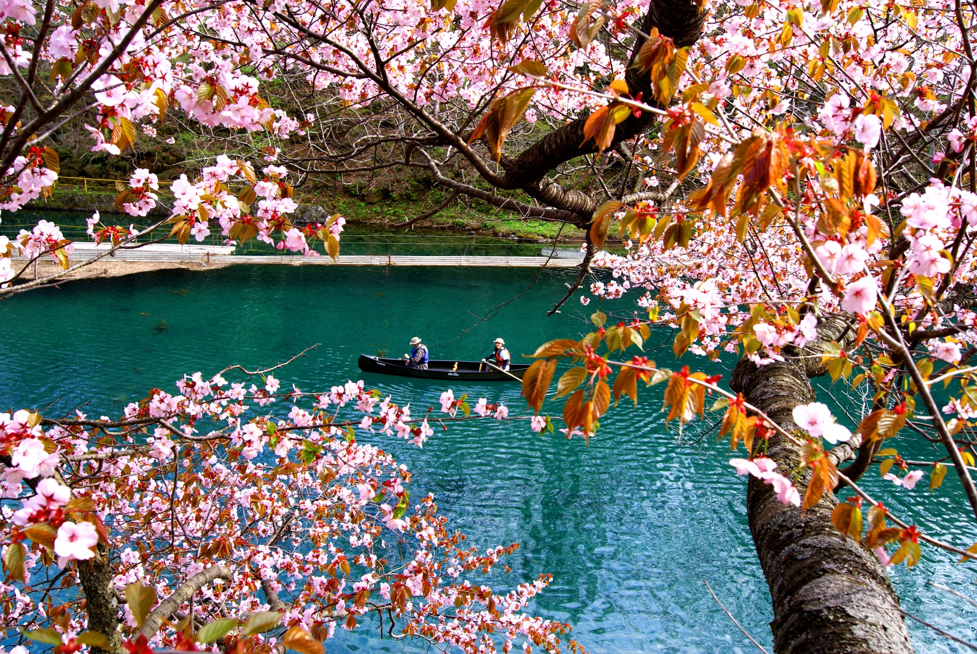 北海道の桜と共にアクティビティを満喫しよう！！