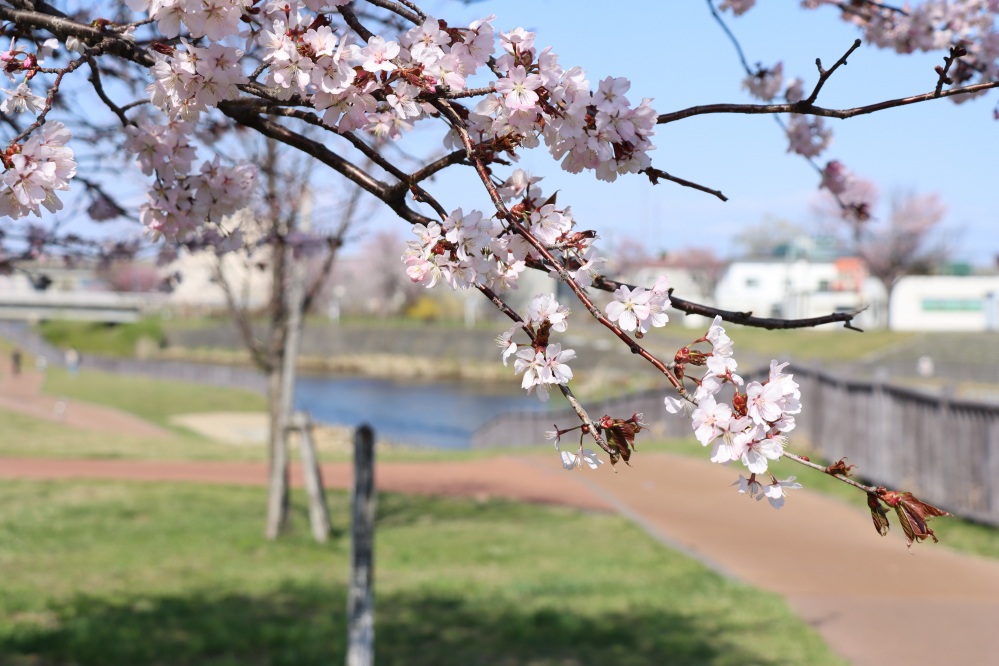 札幌近郊・新千歳空港周辺のお花見・桜スポット2025