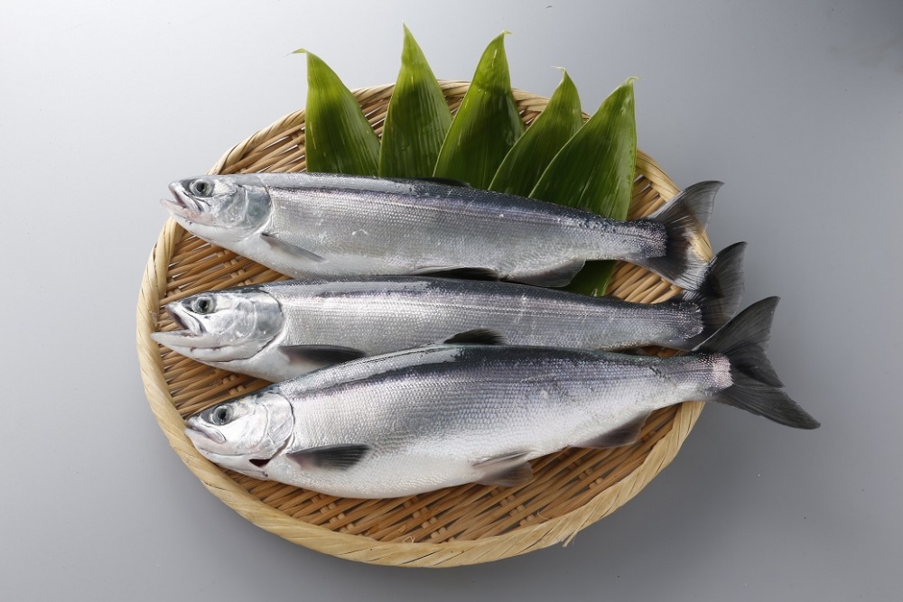 まもなくチップ漁が解禁!!【支笏湖チップ】ってどんなお魚？