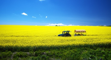 菜の花畑と英国風ガーデンをめぐる旅！北海道の地元食材を使った絶品グルメも【日帰り】