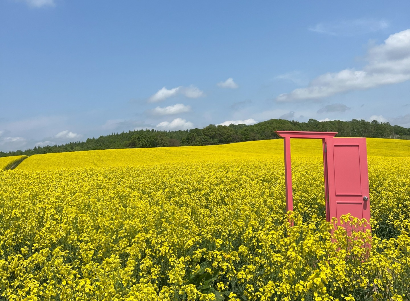菜の花畑と英国風ガーデンをめぐる旅!北海道の地元食材を使った絶品 菜の花畑と英国風ガーデンをめぐる旅!北海道の地元食材を使った絶品