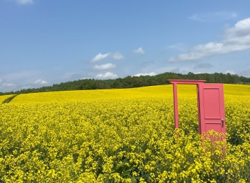 あびらの菜の花畑（安平町）