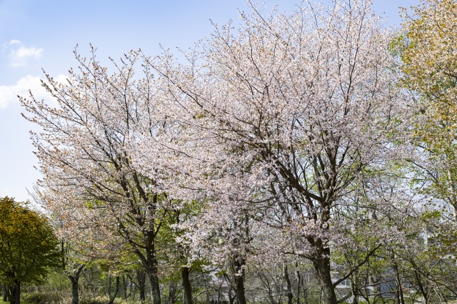 青葉公園