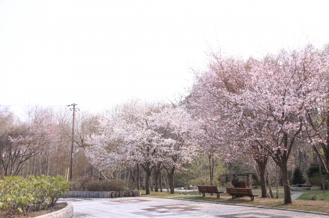 安平町鹿公園