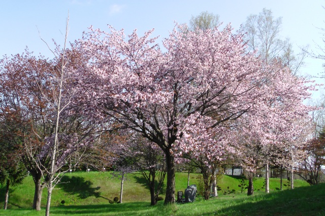 安平町ときわ公園
