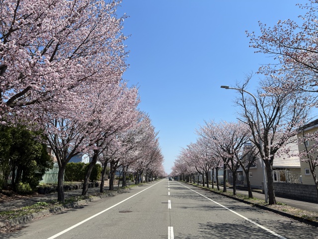 向陽台桜並木