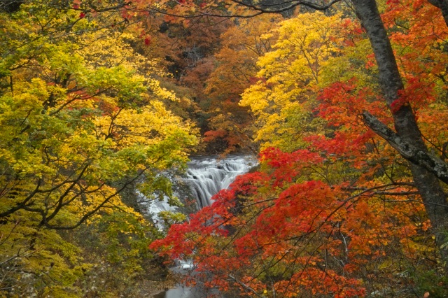 美しい紅葉に染まる秋の恵庭渓谷