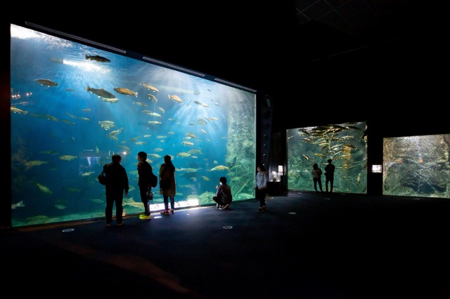 サケのふるさと千歳水族館