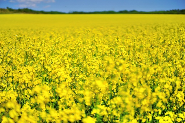 絶景！安平町菜の花畑