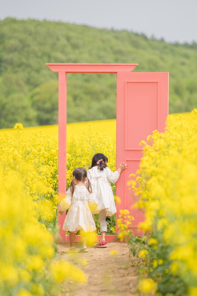 菜の花さんぽ2025