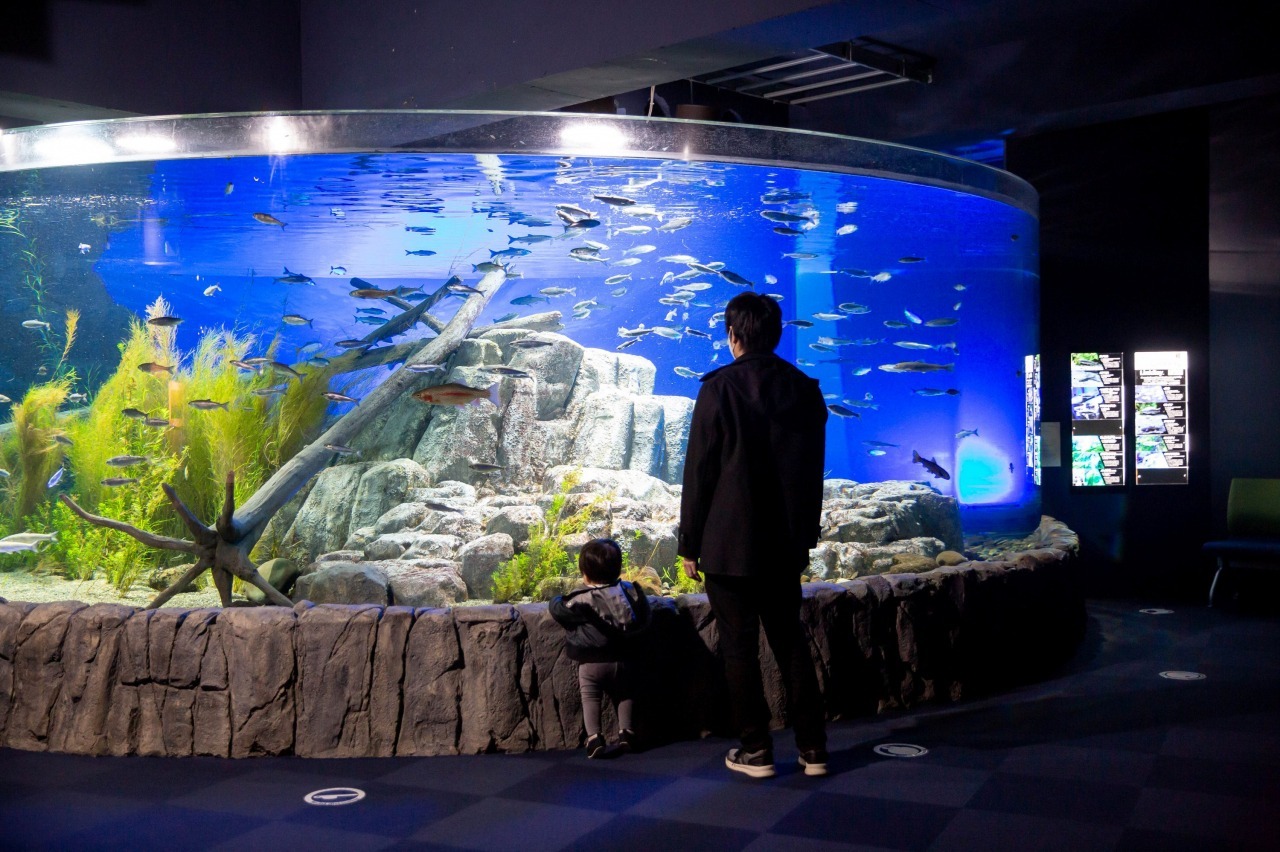 日本最大級の淡水魚水族館「サケのふるさと千歳水族館」