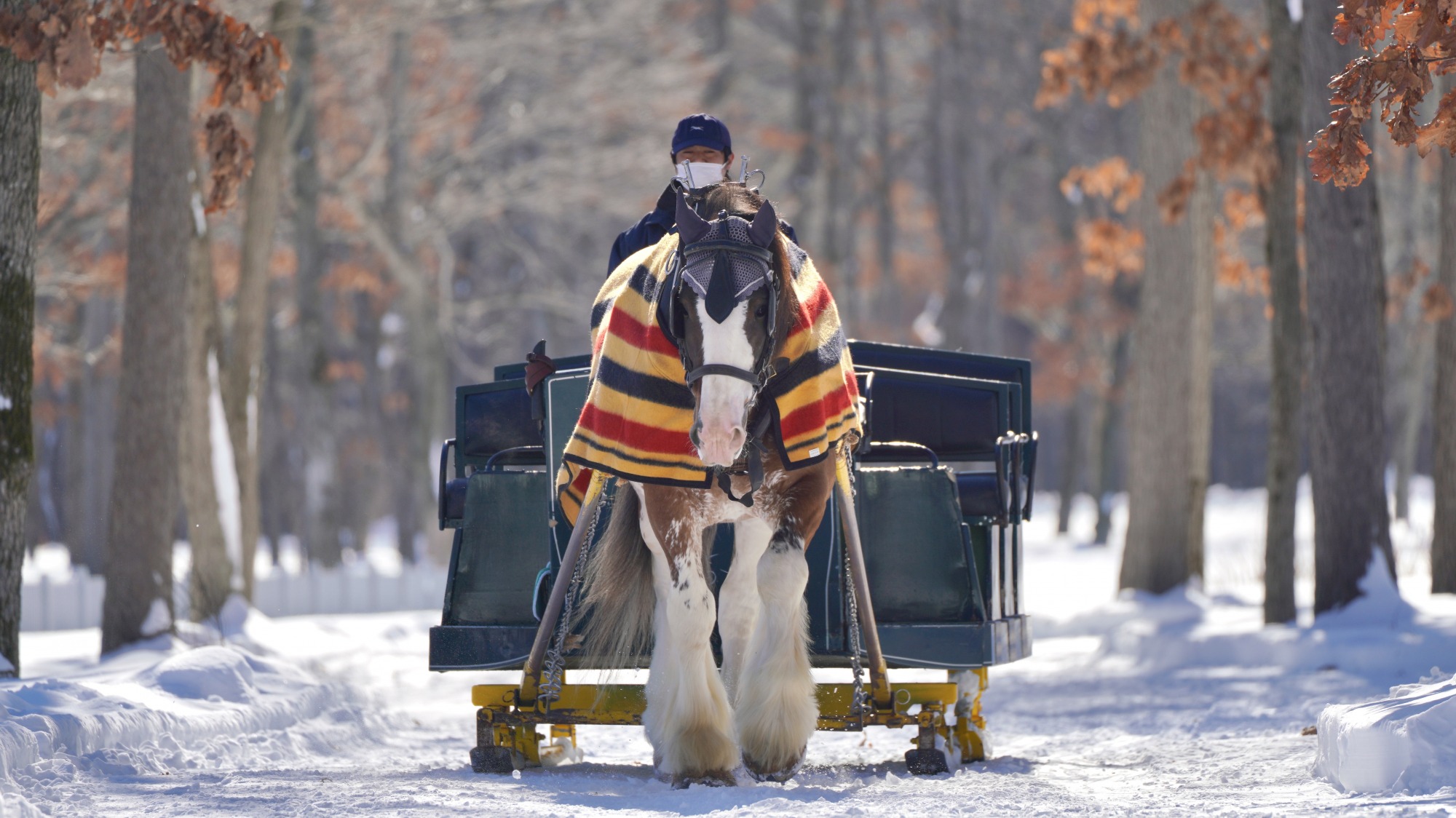 美しい雪景色が広がるノーザンホースパークで馬そり体験