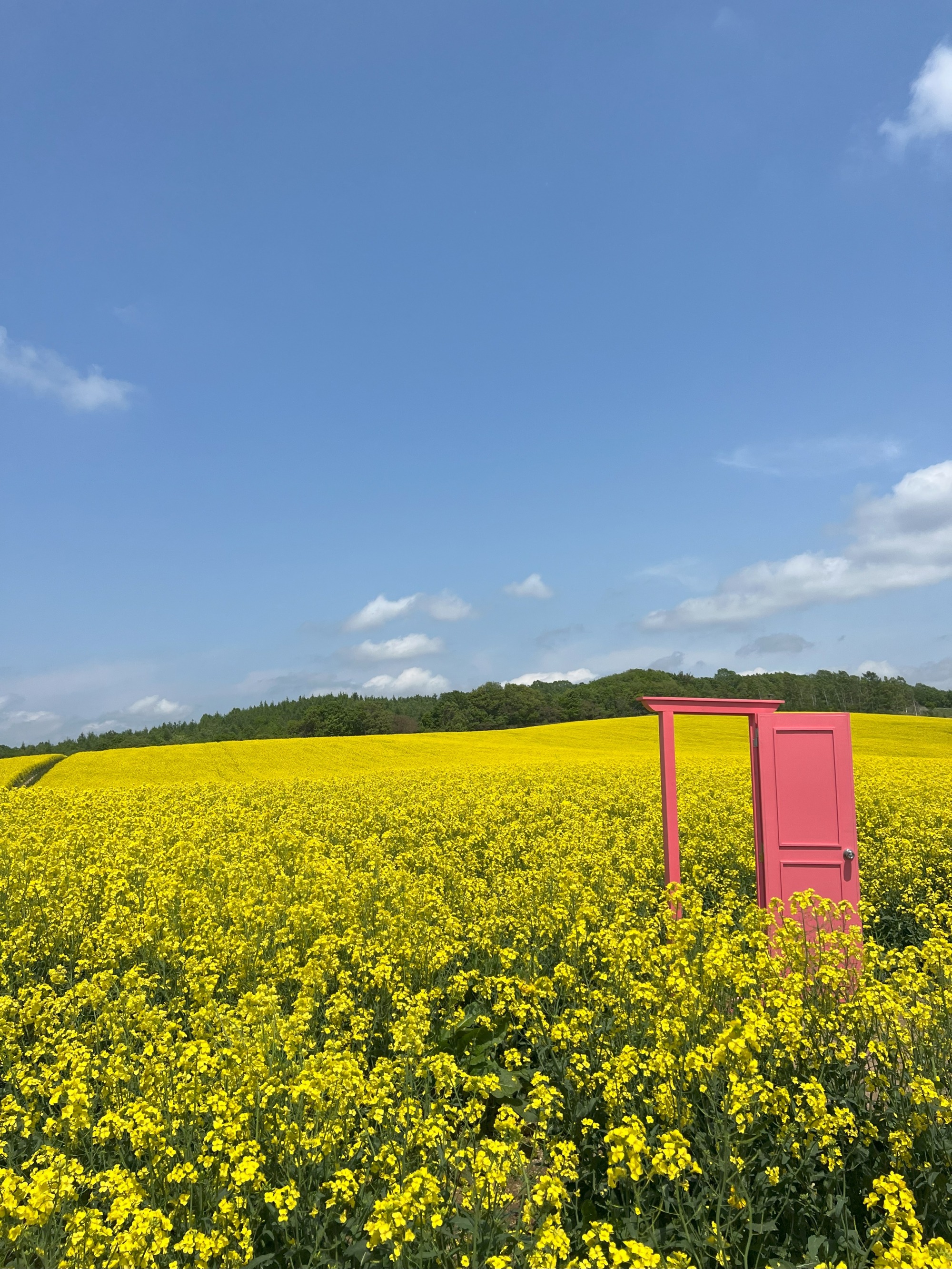 菜の花の絨毯へどこでもドアで行こう！